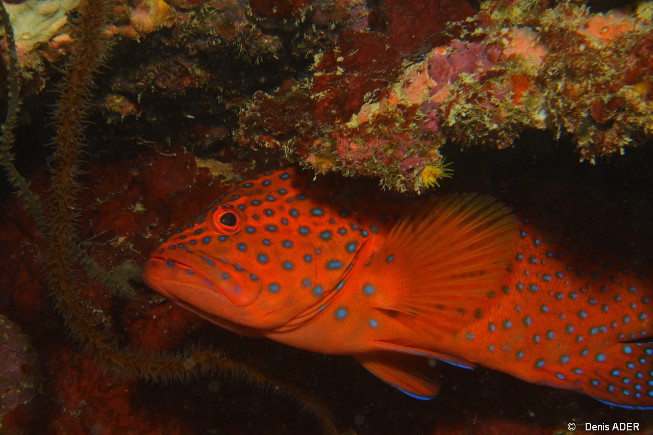 Cephalopholis miniata-Mahe Barges jumelles-21m-20190608-Denis-ADER-DSC_7883_tn.jpg
